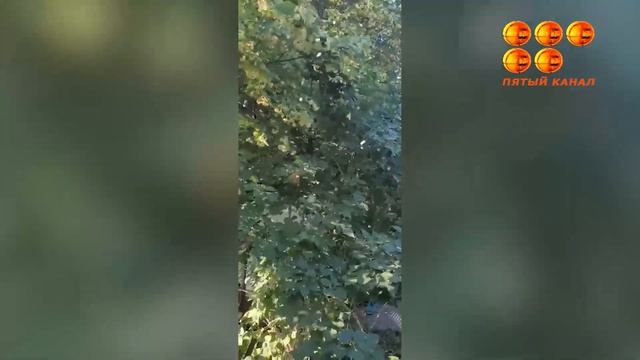 Тучи мелких бабочек атаковали огороды, дачи и даже посевы фермеров. смотреть онлайн