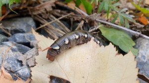 Гусеница, бражник подмаренниковый