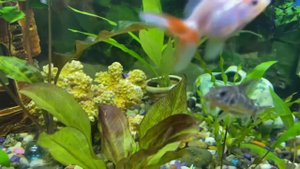 Почему МУТНАЯ ВОДА при первом запуске аквариума. Ошибки начинающих