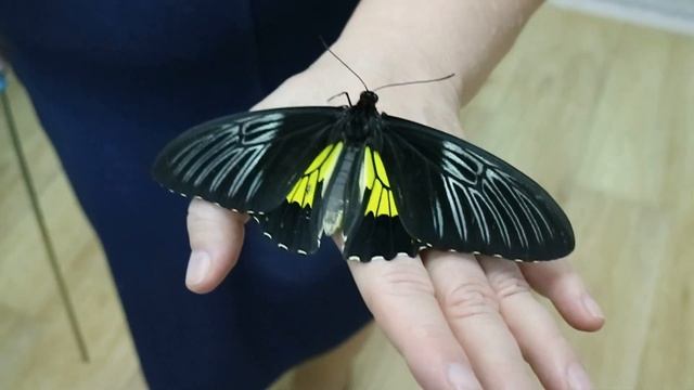 Выставка живых экзотических бабочек смотреть онлайн
