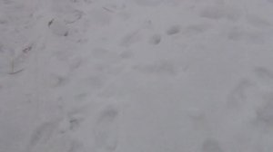 Старенькая Нива рвет Уазы в снегу