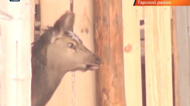 Посреди омской тайги раскинется сафари-парк смотреть онлайн