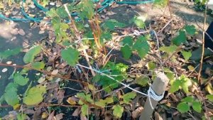 как обрезать малину.. подготовка кустов к зиме.