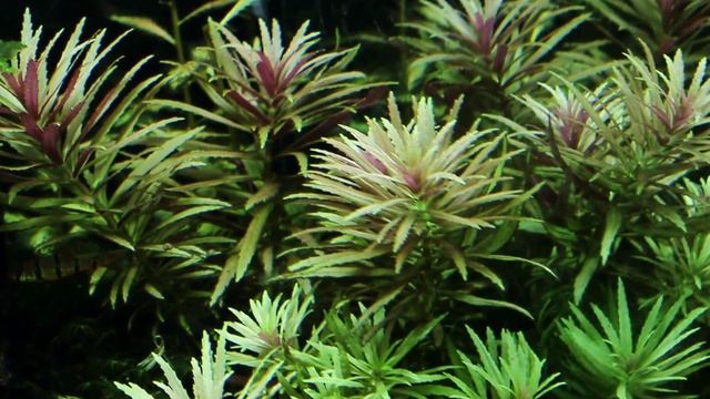 Limnophila aromatica - hippuridoides (Eustralis) - Bahnatka vonná - Akvarijní rostliny | SURPAN.cz смотреть онлайн