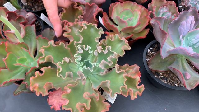 Suculentas especiais que cabem no seu bolso + Conhecimento e Persistência | Café com Plantas смотреть онлайн