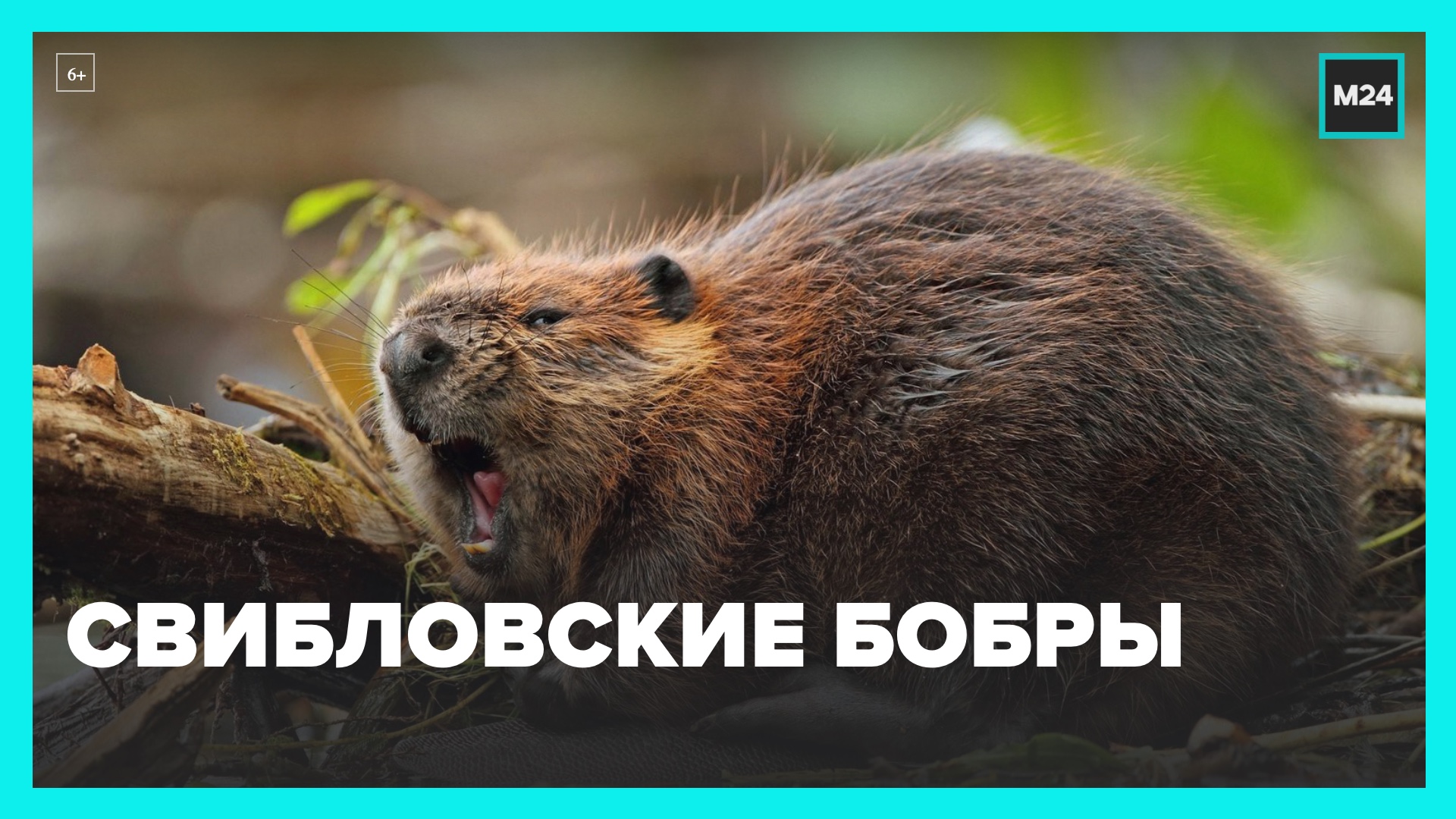 Бобры облюбовали водоемы парка  Свиблово  – Москва 24