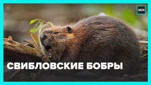 Бобры облюбовали водоемы парка  Свиблово  – Москва 24