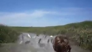 Азиатский карп атакует.mp4