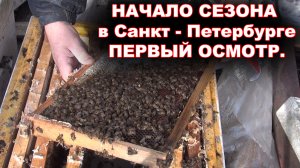 Начало сезона в СПб. Первый осмотр семей.