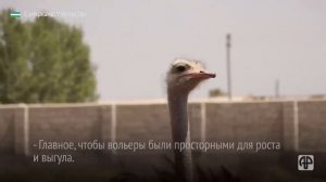 Птицы весом 180 кг: как самаркандский фермер разводит африканских страусов
