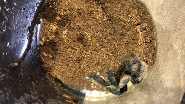 Кормление паука Брахипельма альбопилозум мраморным тараканом смотреть онлайн