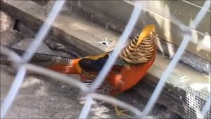 Зоопарк "Лимпопо"/Зоопарк в Нижнем Новгороде