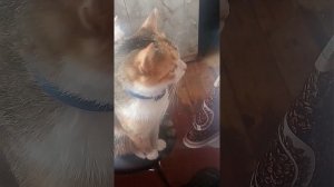 Кошка просит мяса