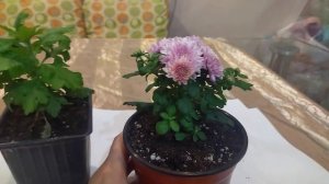 Хризантема мультифлора Арес Пинк