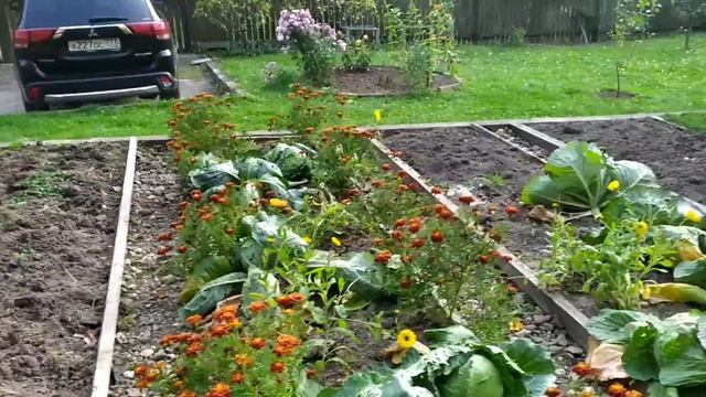 Чеснок в этом году сажаю раньше.Народные приметы никогда не подвели. Подготовка грядки-важно... смотреть онлайн