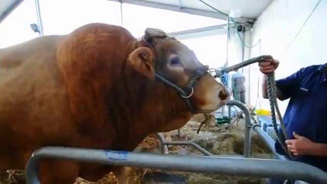 Гигантская корова Жесть! смотреть онлайн