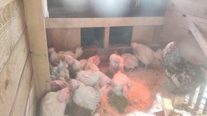 Купили ещë кур несушек с птицефабрики.