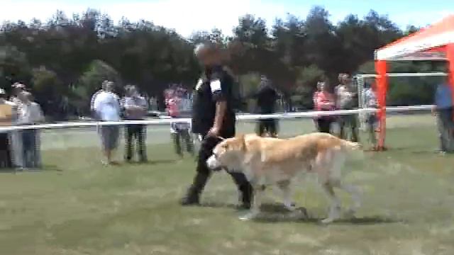 ЧК Кировоград 2013 САО кобели чемпионы смотреть онлайн