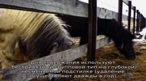 Бизнес-план разведения продуктивных лошадей