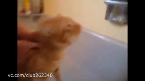 Кот не хочет мыться.