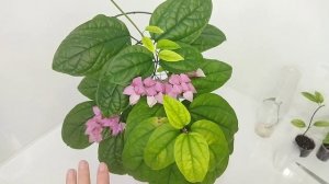 Клеродендрум госпожи Томсон/ Уход и размножение/ Комнатные растения