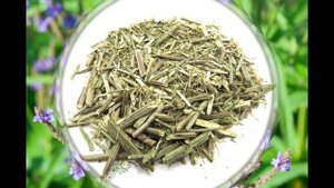 ЛЕКАРСТВЕННАЯ ВЕРБЕНА  ПОЛЕЗНЫЕ СВОЙСТВА