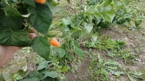 Малина Оранжевое чудо