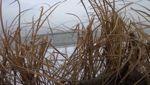 ОХОТА НА СЕВЕРНУЮ УТКУ. новое место/ТАКОЙ УТКИ ВЫ НЕ ВИДЕЛИ .