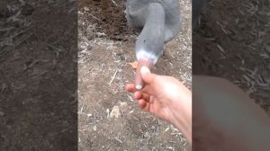 Веселая история про гуся