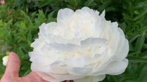 Peony Lillian Wild (Wild, 1930) , channel YouTube : PEONIES-ALL ABOUT THEM (ПІОНИ-ВСЕ ПРО НИХ)