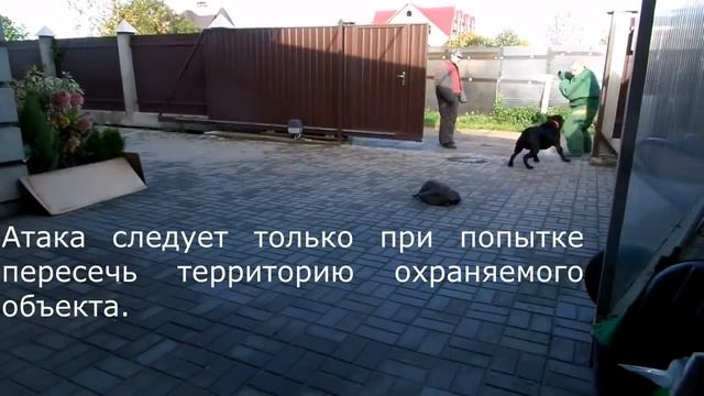Кане-корсо. Тренировка по охране территории.