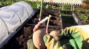 Картофель Шарвари Пирошка в высокой грядке Что выросло?