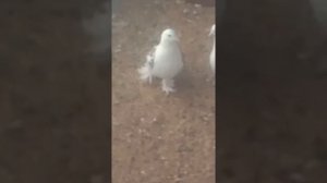 Чебаркули Ломова С Подбор голубей