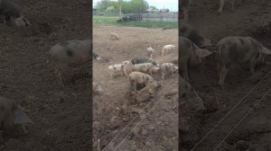 поросята и электропастух