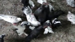 Бакинские широкохвостые голуби в Дагестане.8963-420-25-00