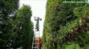 Обрезка декоративных растений на дачных участках. Услуги агрономов. Цены на сайте. Звони и заказывай