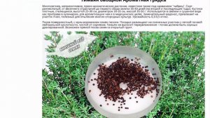 Семена Тимьян Чабрец лимонный Ароматный ковер Медок 4 пакетика