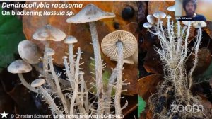 Cryptic Niches - Unusual Fungi and where to find them