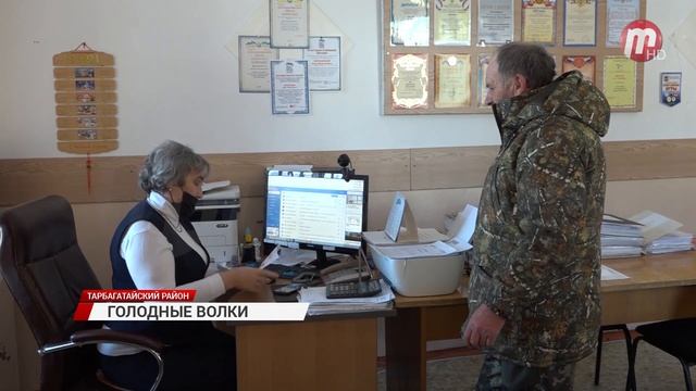 В Тарбагатайском районе жителей пугают волки смотреть онлайн