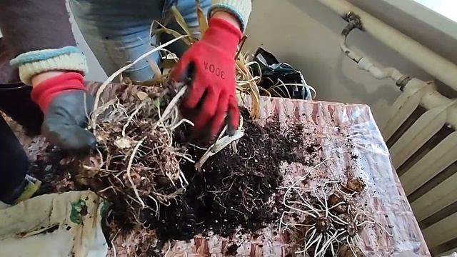 Калла. Как сохранить клубни каллы зимой в домашних условиях, после цветения в горшке на балконе?
