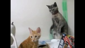 Коты нападают на собак!