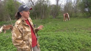 Тяжеловозы. Отличие от верховых лошадей.