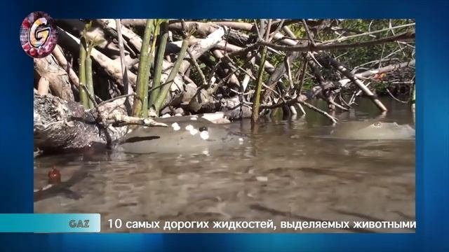 Самые Дорогие и Редкие Жидкостей, Выделяемые Животными