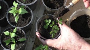 Рассаживаю и прореживаю рассаду клубники из семян