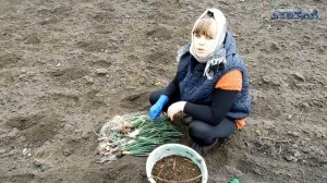 Посадка кабачков. Традиционный способ! Как сажать кабачки. Выращивание кабачков