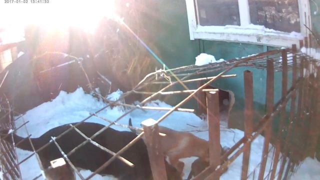 Щенки Восточно-европейской овчарки 2 смотреть онлайн