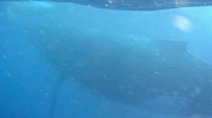 Whales of Tonga