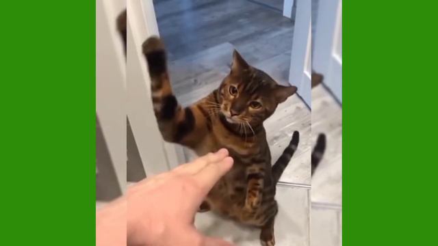 Забавные кошки и собаки. Позитивное настроение на целый день. смотреть онлайн