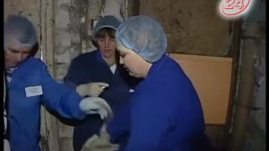 Завершается вакцинация домашней птицы