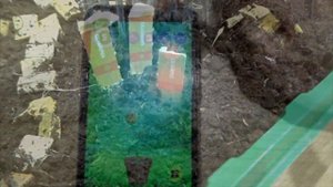 АКЦИЯ ВЫРАСТИ С ЛЕНТОЙ! Редкий Подсолнух Мотающийся ГОША!Мега Ферма для Семян Как СДЕЛАТЬ?!СтасяМик